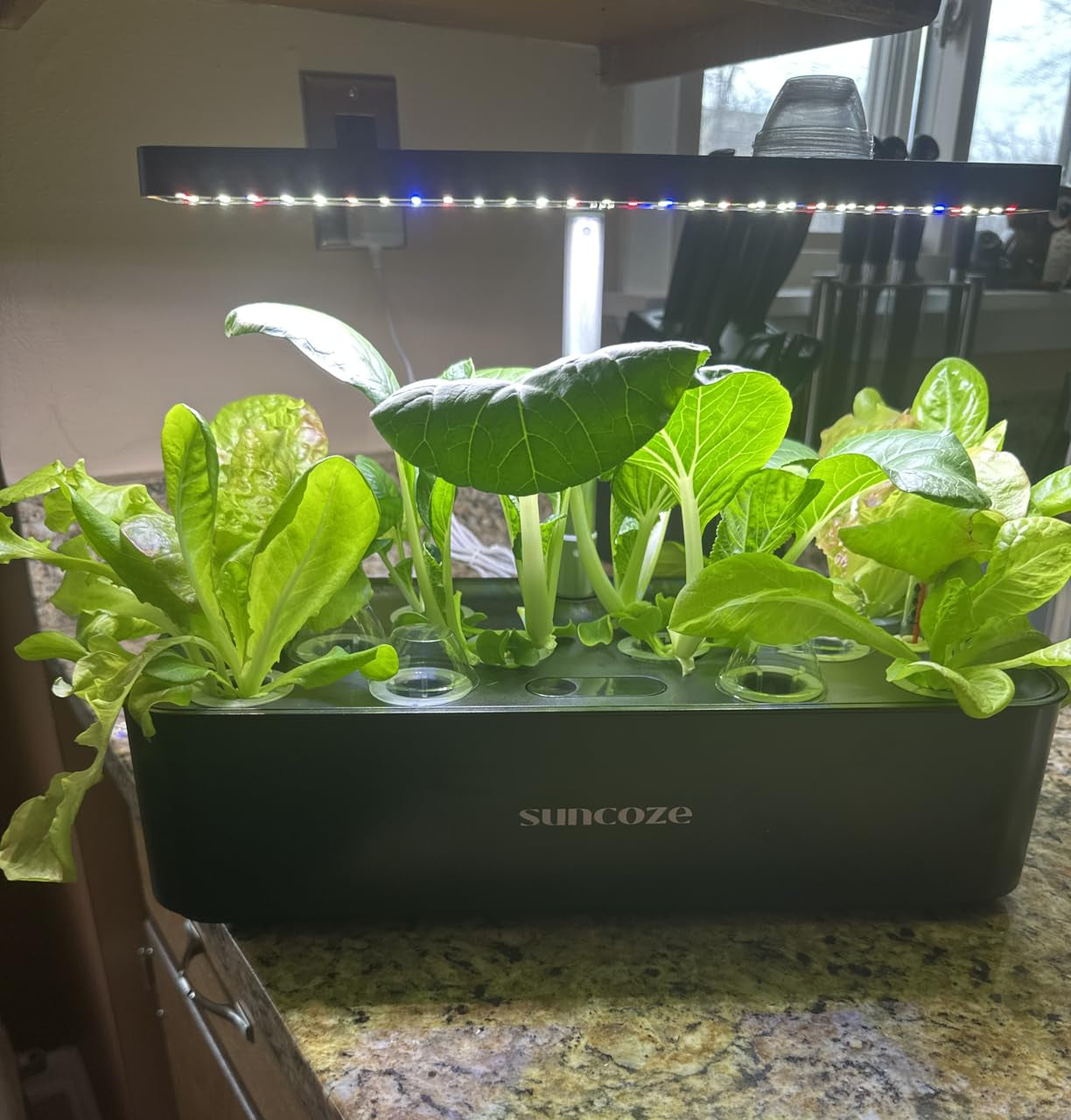Suncoze indoor gardening system with plants on a kitchen counter